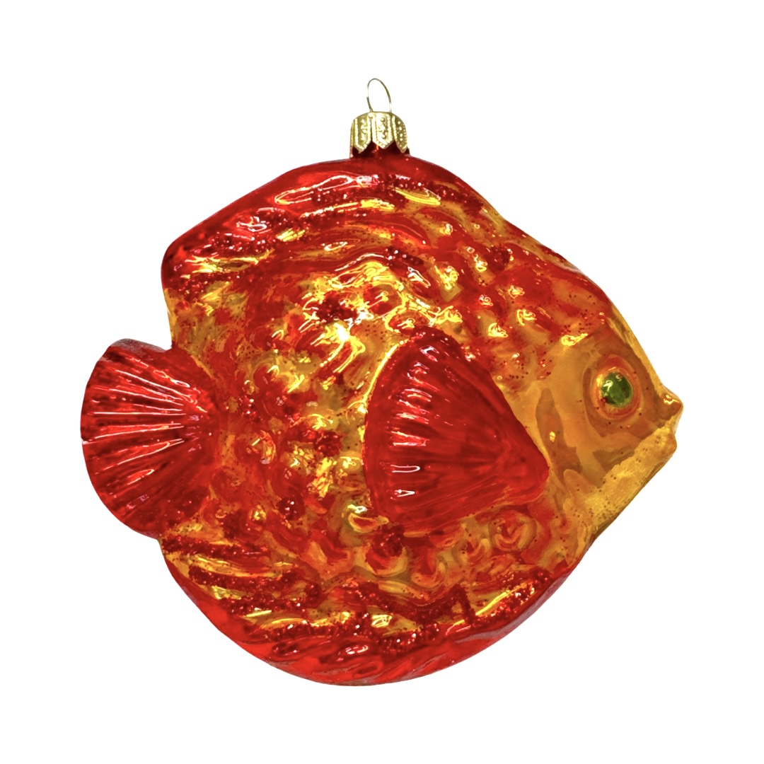 Ryba paletka czerwono-pomarańczowa